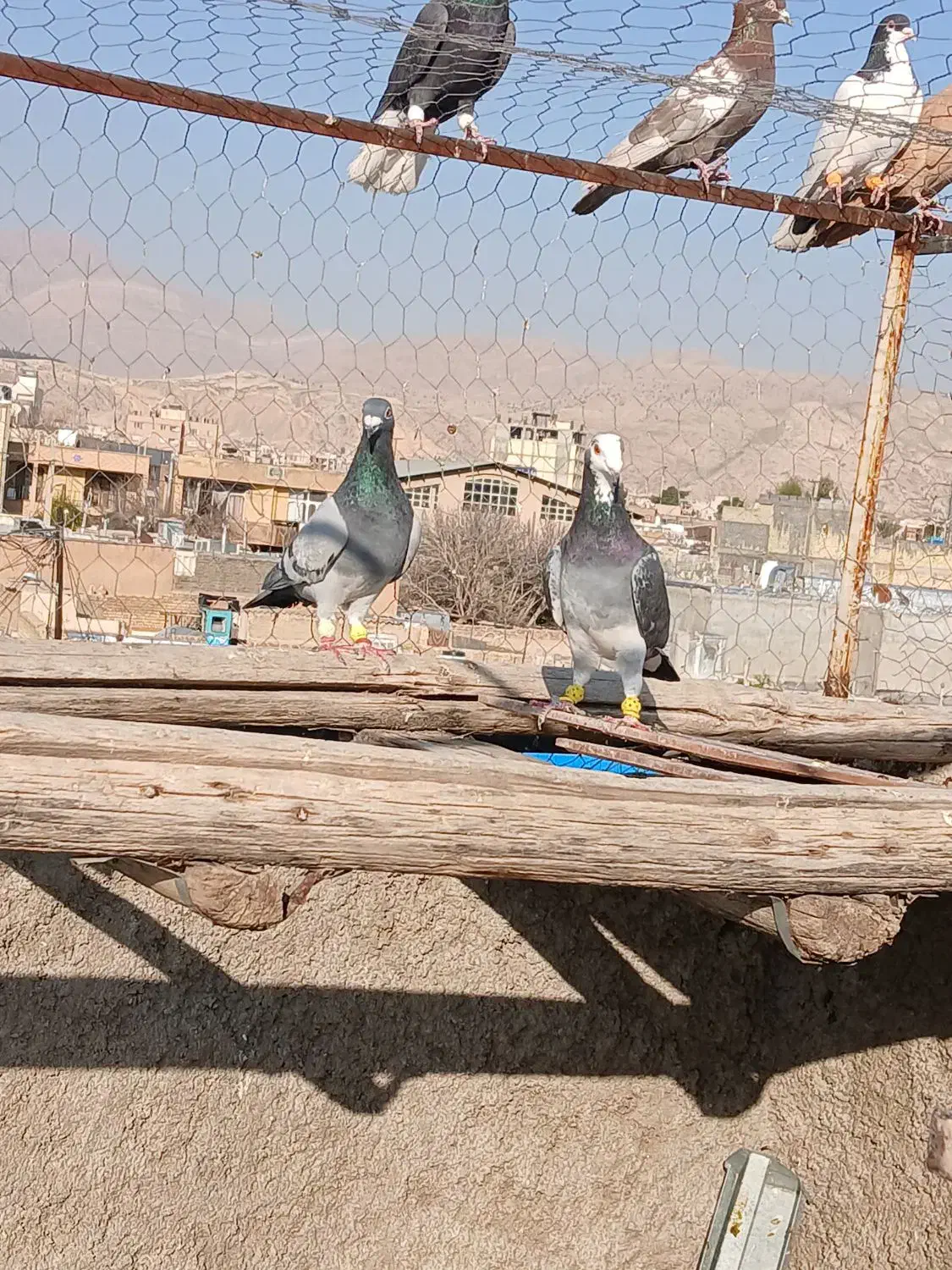 دورگ|پرنده|شیراز, شهرک بهار|دیوار