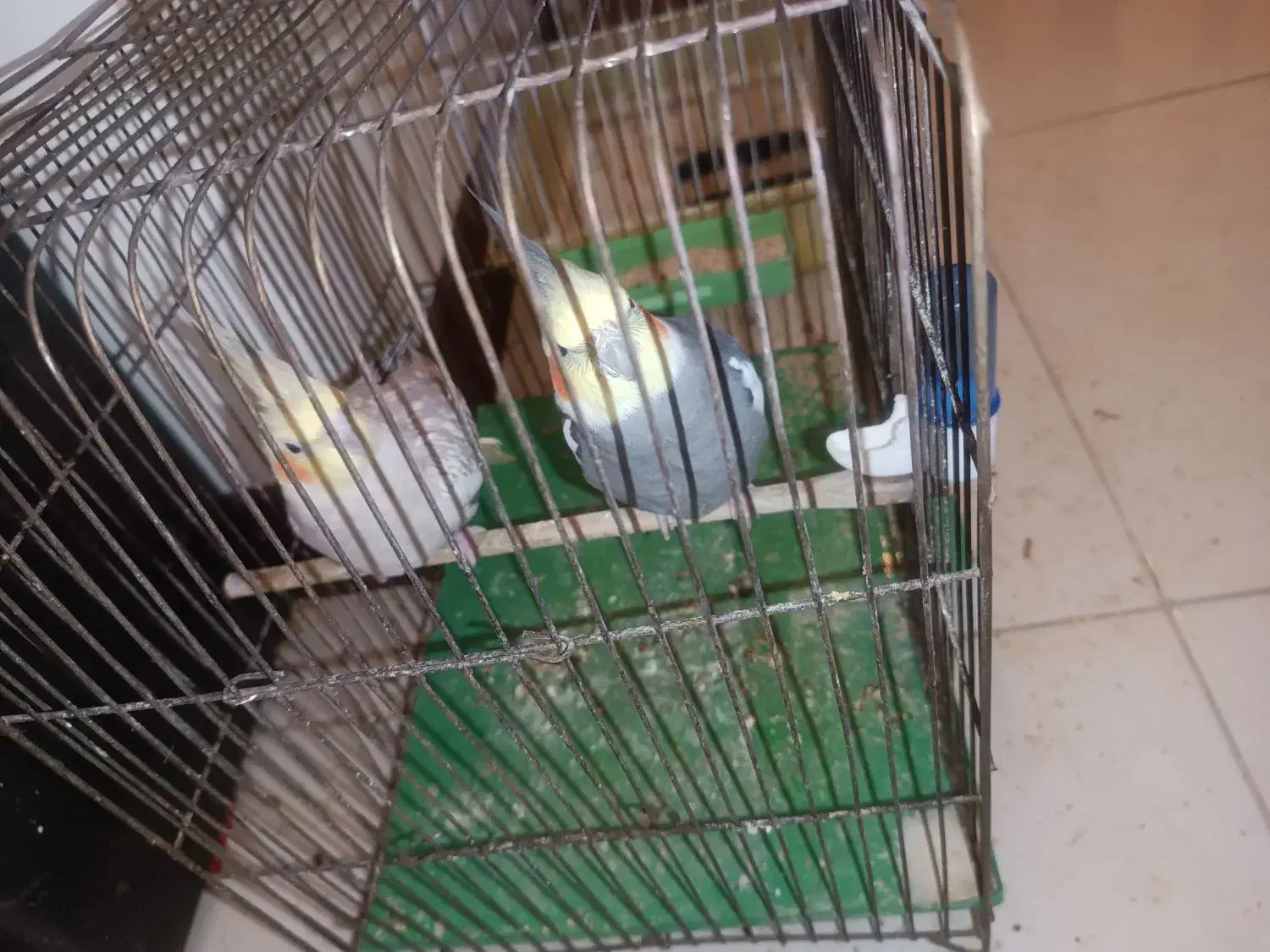 عروس هلندی جفت مولد|پرنده|اندیشه, اندیشه فاز ۱|دیوار