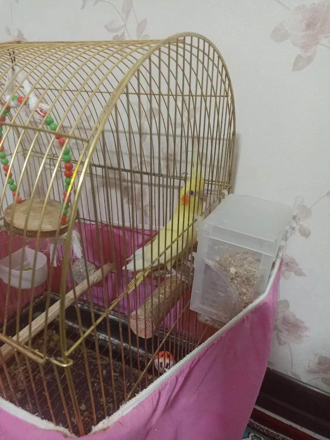 پرنده|پرنده|ری, دولت‌آباد|دیوار