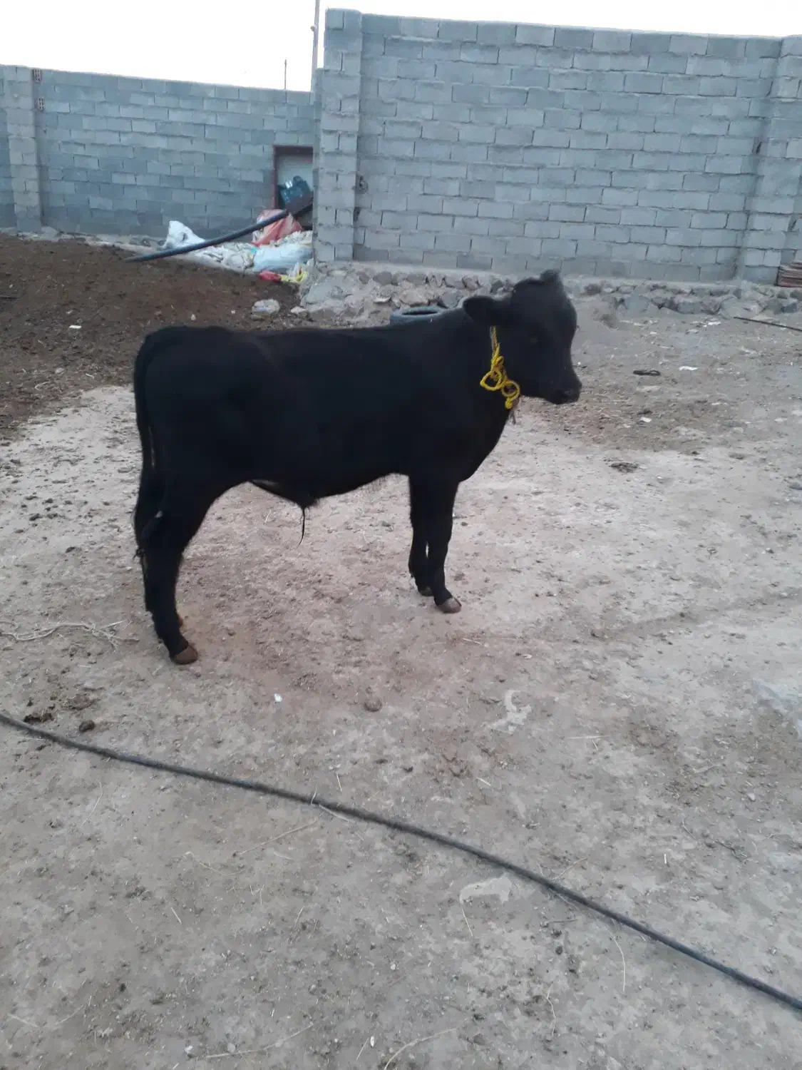 سمینتال اصل|حیوانات مزرعه|کلیبر, |دیوار