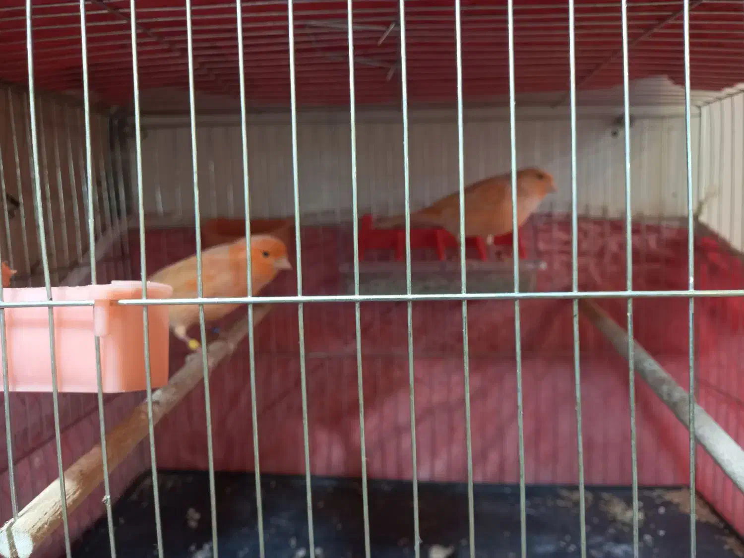 یک جفت قناری|پرنده|اردبیل, |دیوار