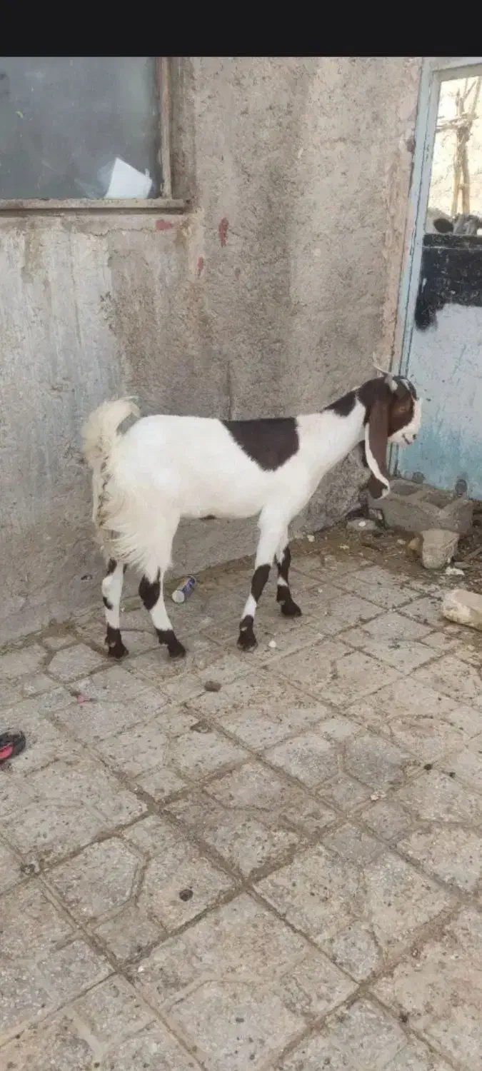 بز ماده گلابی|حیوانات مزرعه|زهک, |دیوار