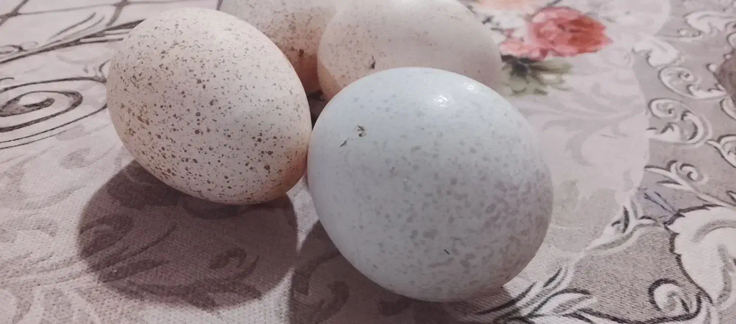 تخم بوقلمون|حیوانات مزرعه|شیروان (لرستان), |دیوار