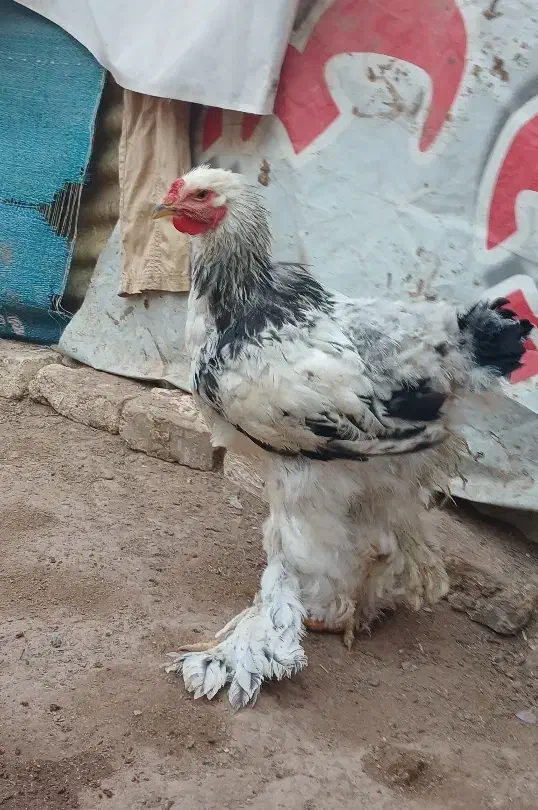 مرغ خروس برهما ماوضه با کفتر|حیوانات مزرعه|پاکدشت, پاکدشت (مامازند)|دیوار
