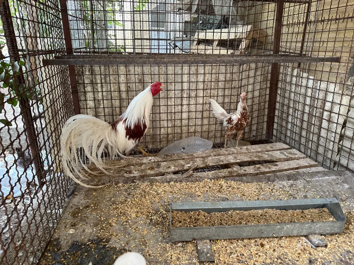 گم شدن خروس در آزادشهر|حیوانات|یزد, |دیوار