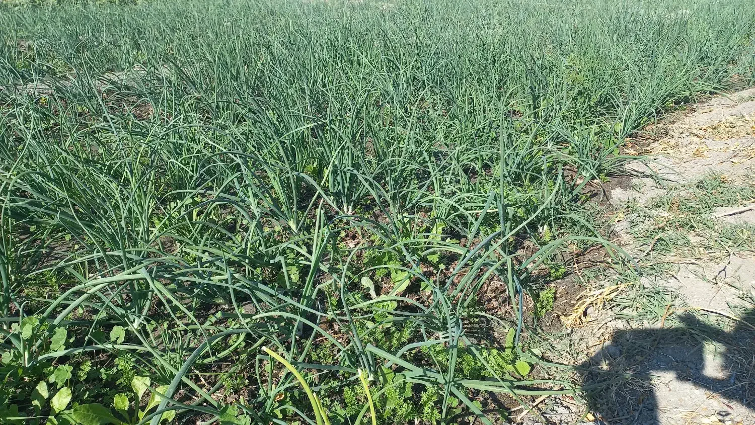 ترپیاز|گل و گیاه طبیعی|رامهرمز, |دیوار