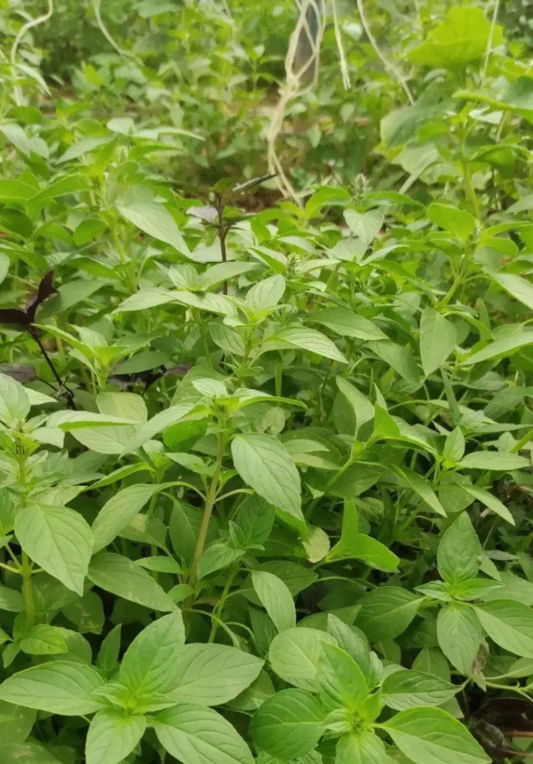 ریحون قشنگ گلخونه ای|خوردنی و آشامیدنی|یزد, |دیوار