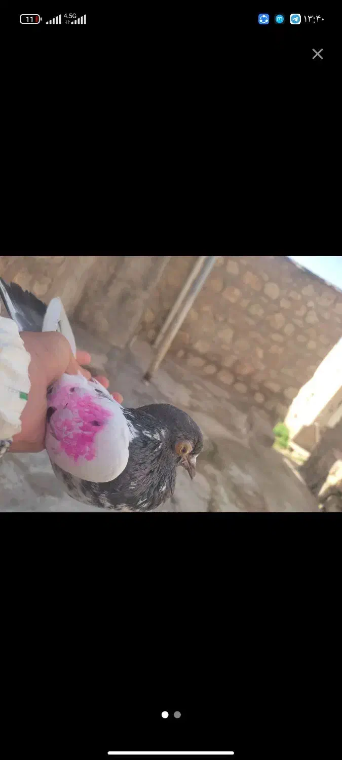 تیدی|کلکسیون و سرگرمی|مسجد سلیمان, |دیوار