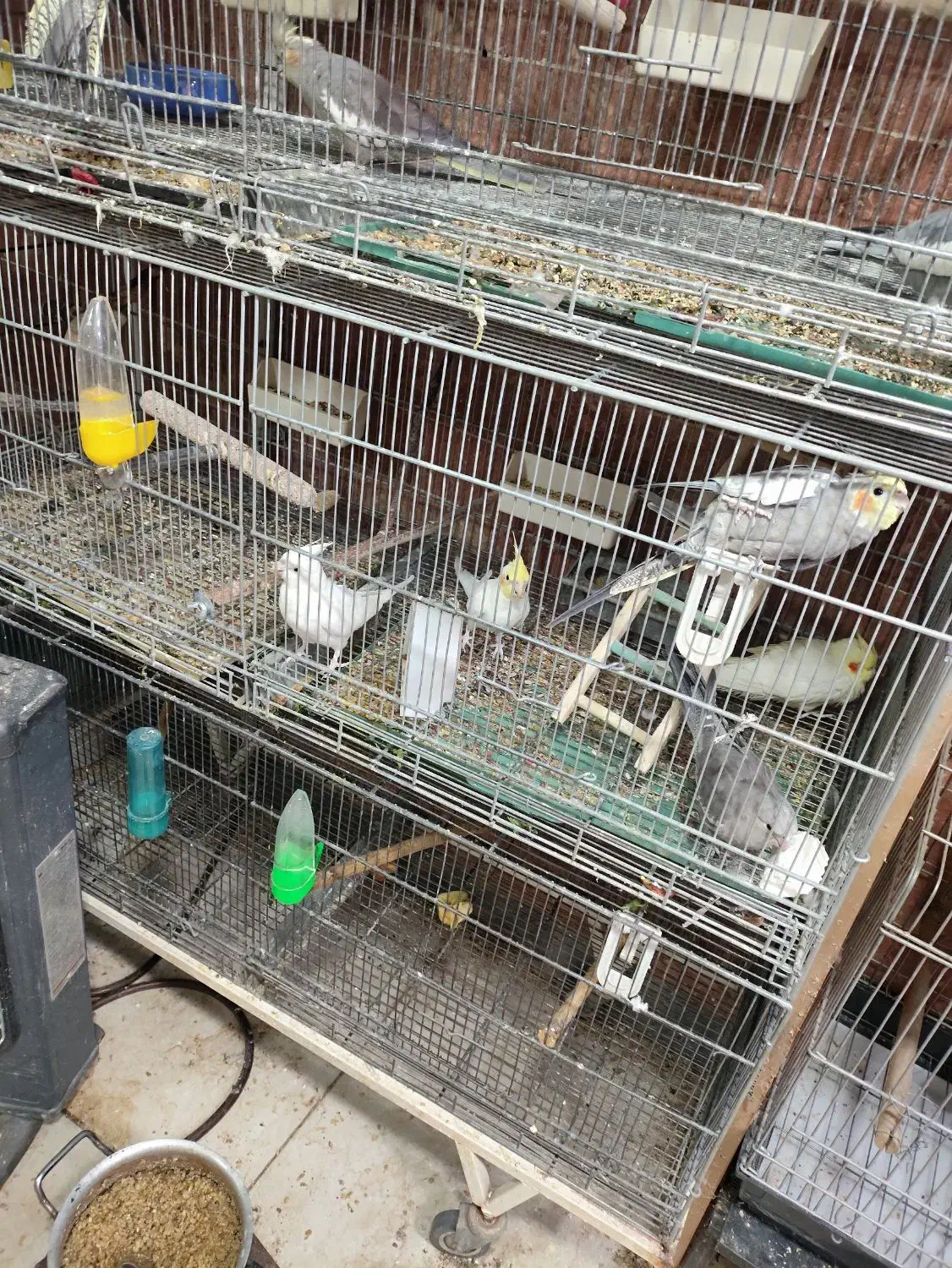 عروس هلندی تک و جفت و مولد موجود است|پرنده|بومهن, |دیوار