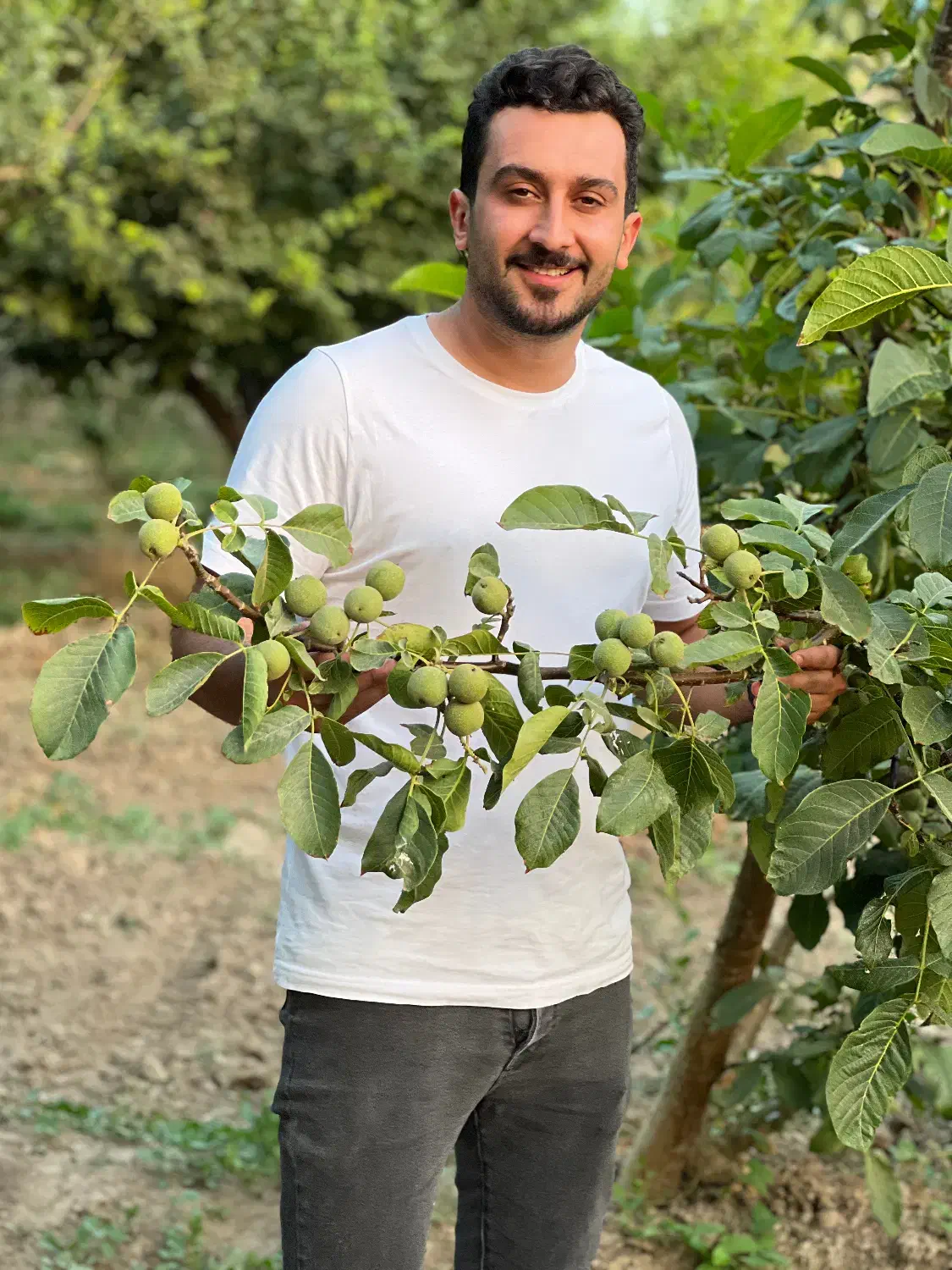 فروش نهال گردو ژنوتیپ رویال|خدمات باغبانی و درختکاری|میاندوآب, |دیوار