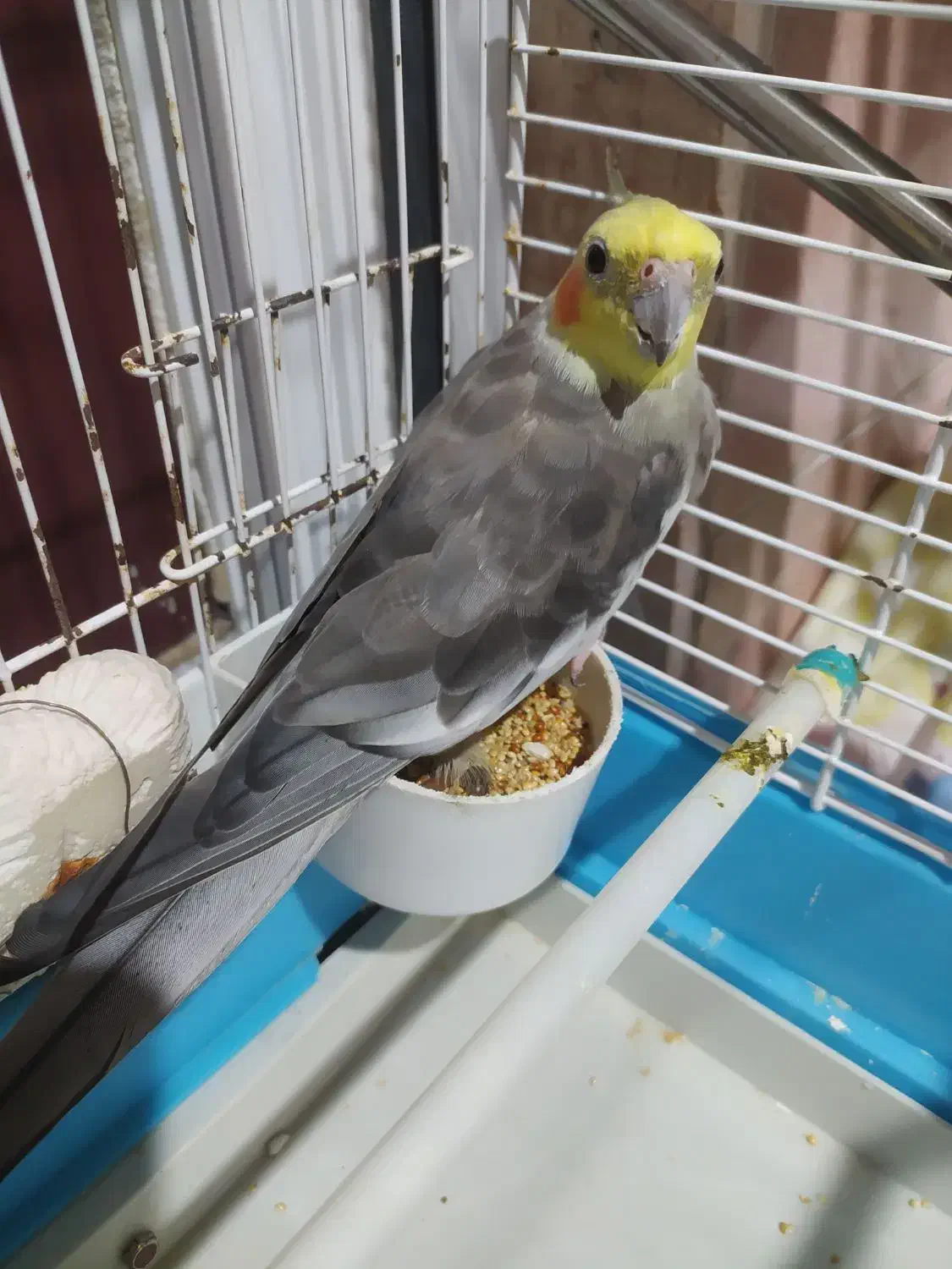 عروس هلندی نر بالغ آماده جفتگیری|پرنده|رشت, جماران|دیوار