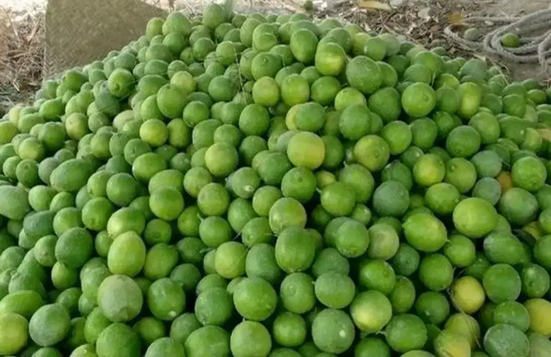 خریدار لیمو ترش وسنگی باغات|خدمات باغبانی و درختکاری|دوگنبدان, |دیوار