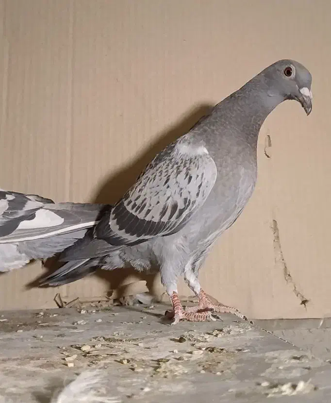 کفتر پلاکی سبز کوهی ونکی جوجه نر وکله سرکه ای ماده|پرنده|شیراز, اصلاحنژاد|دیوار