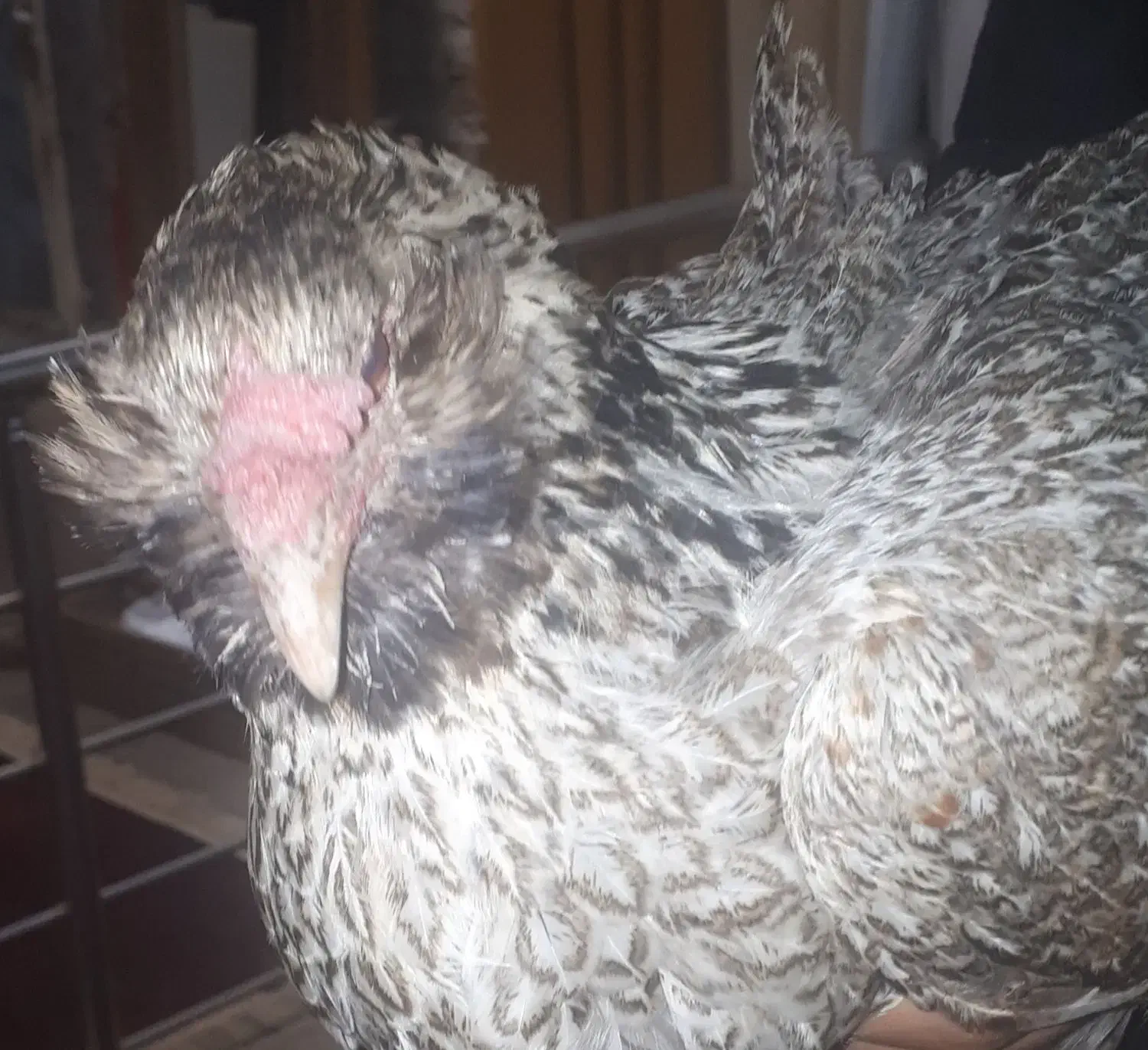 مرغ محلی ریش درشت|حیوانات مزرعه|بندرعباس, |دیوار