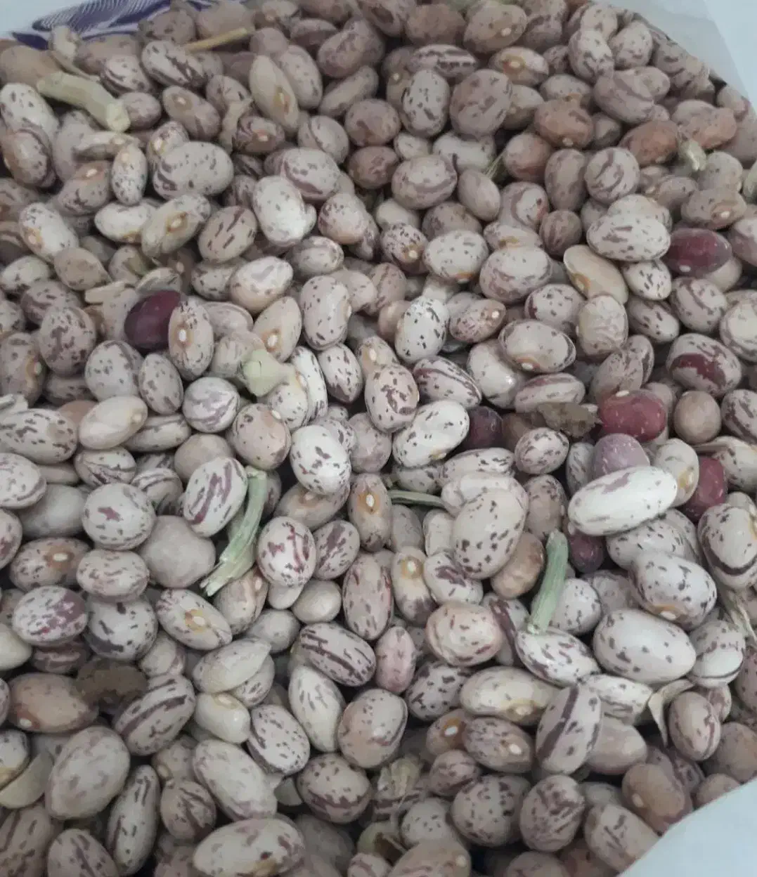 لوبیاچیتی|خوردنی و آشامیدنی|قم, پردیسان|دیوار