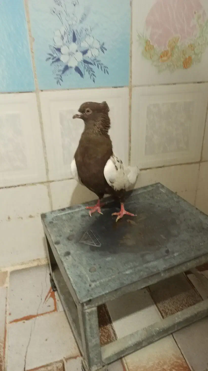 سرته قهوه ای|پرنده|خرم‌آباد, |دیوار