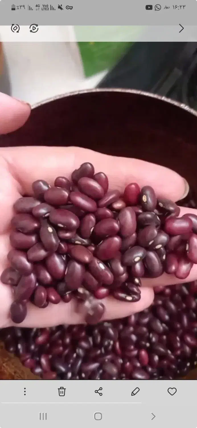 فروش لوبیا قرمز و عسل کندو بشرط لوبیا ۱۶۰ هزار|خوردنی و آشامیدنی|دورود, |دیوار