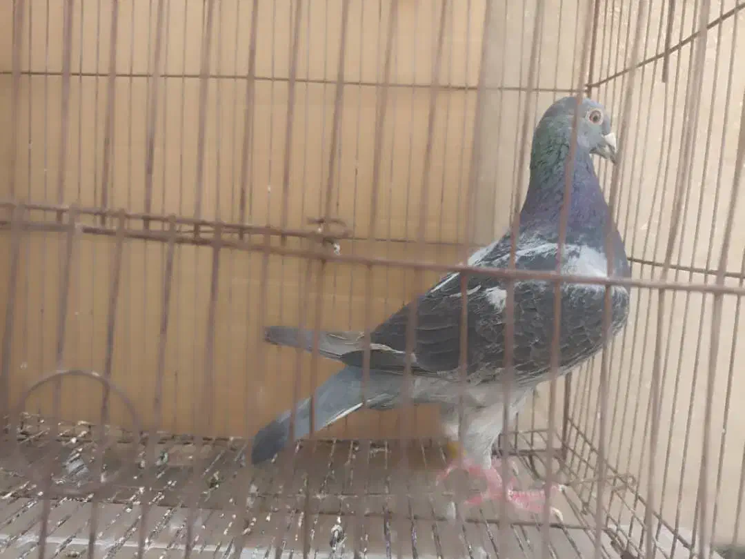 کبوتر|پرنده|بندر گناوه, |دیوار