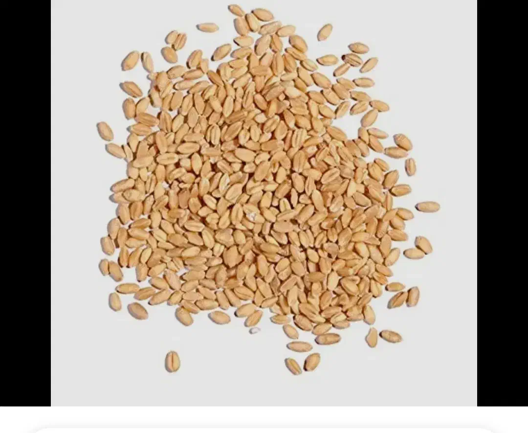 بذر گندم آراز|گل و گیاه طبیعی|گنبد کاووس, |دیوار