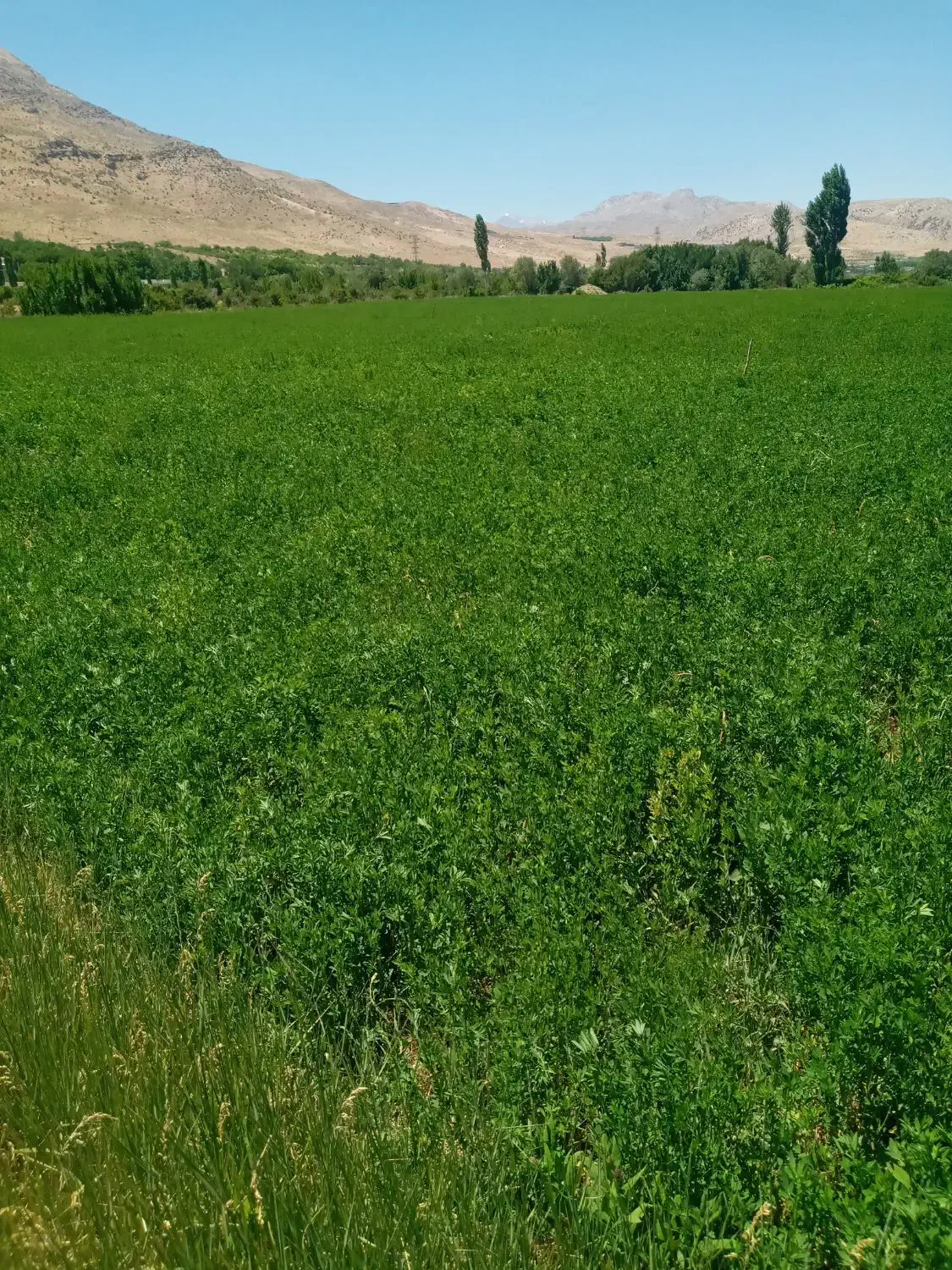 کاه یونجه چین دوم خالص|لوازم جانبی حیوانات|یاسوج, |دیوار