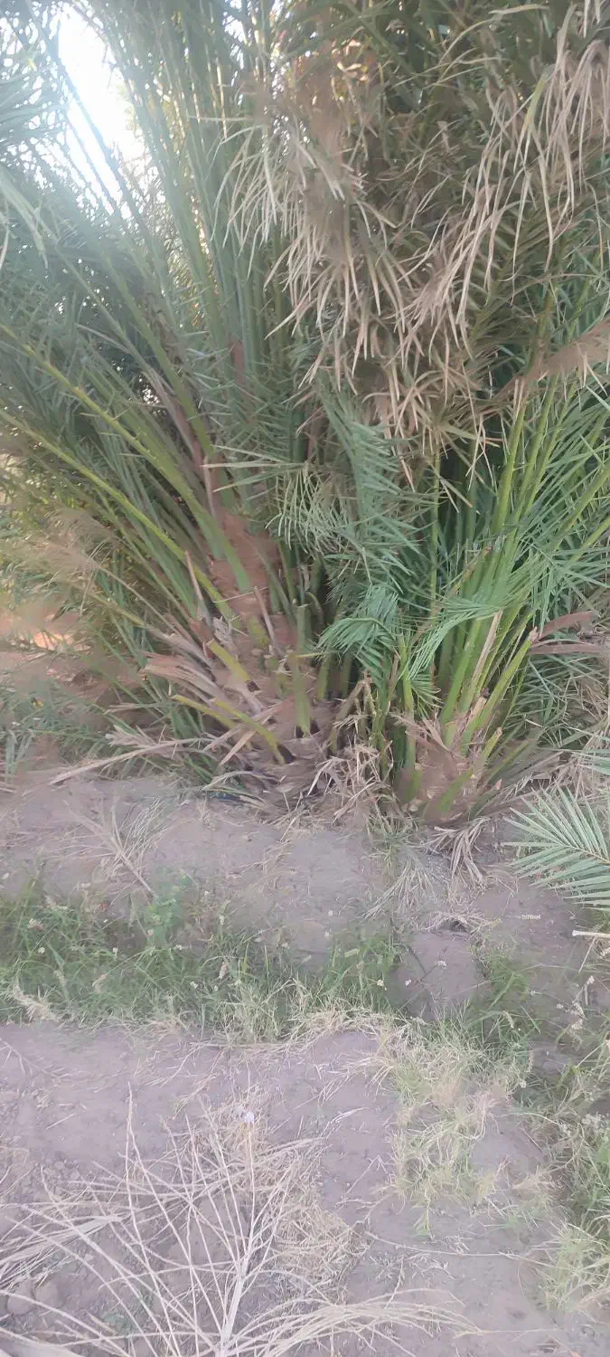 100 تا درخت دوساله خرما و 10تا درخت پرتقال نارنج|فروش زمین و ملک کلنگی|ریگان, |دیوار