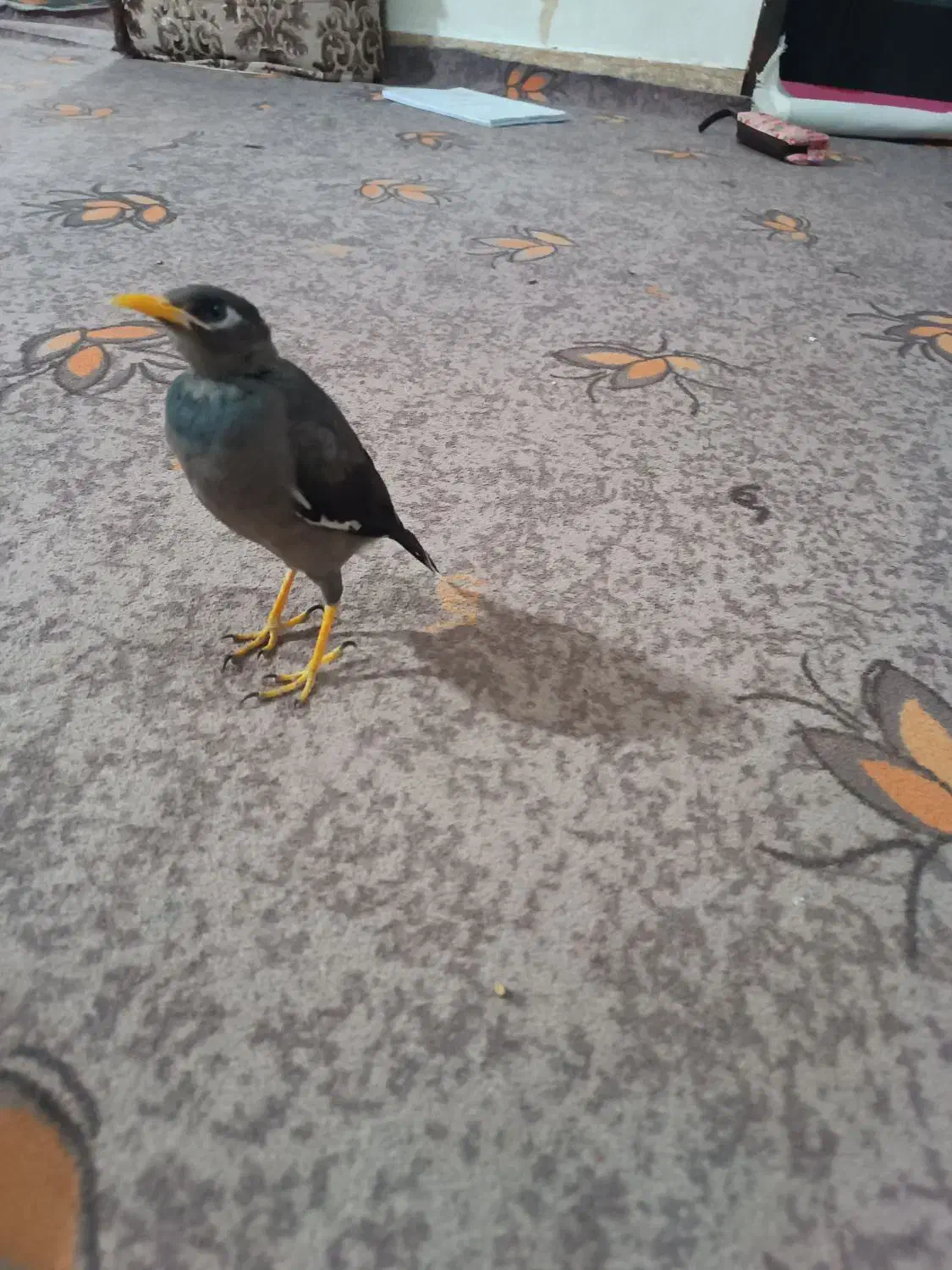 مرغ مینا|پرنده|برازجان, |دیوار