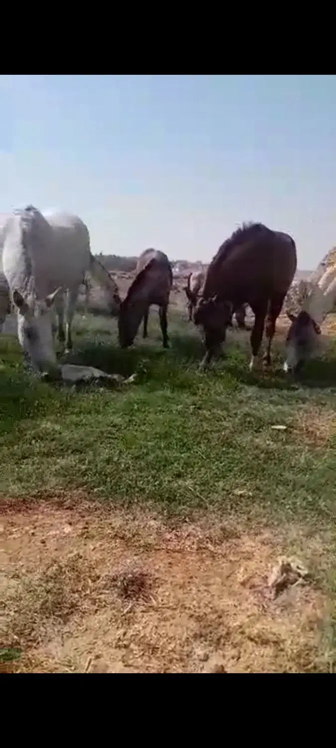 اسب و مادیون|اسب و تجهیزات اسبسواری|شوشتر, |دیوار