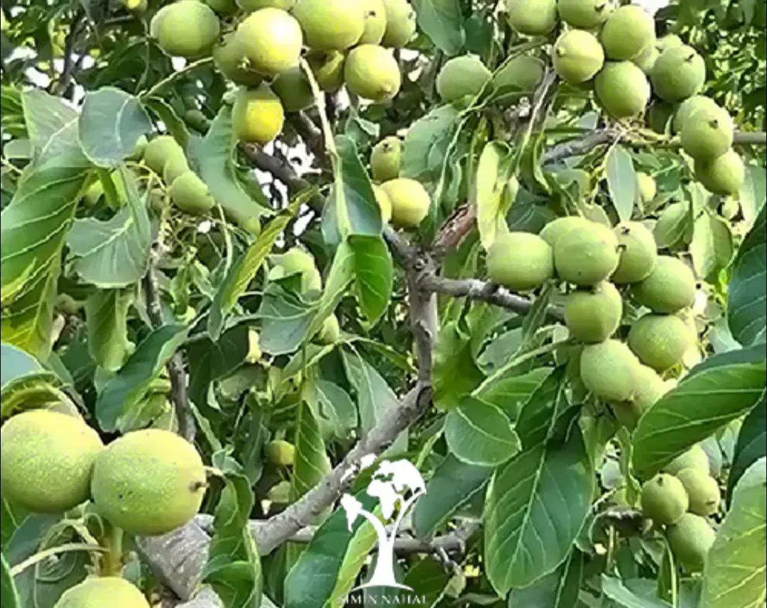 گرد|خوردنی و آشامیدنی|دینور, |دیوار