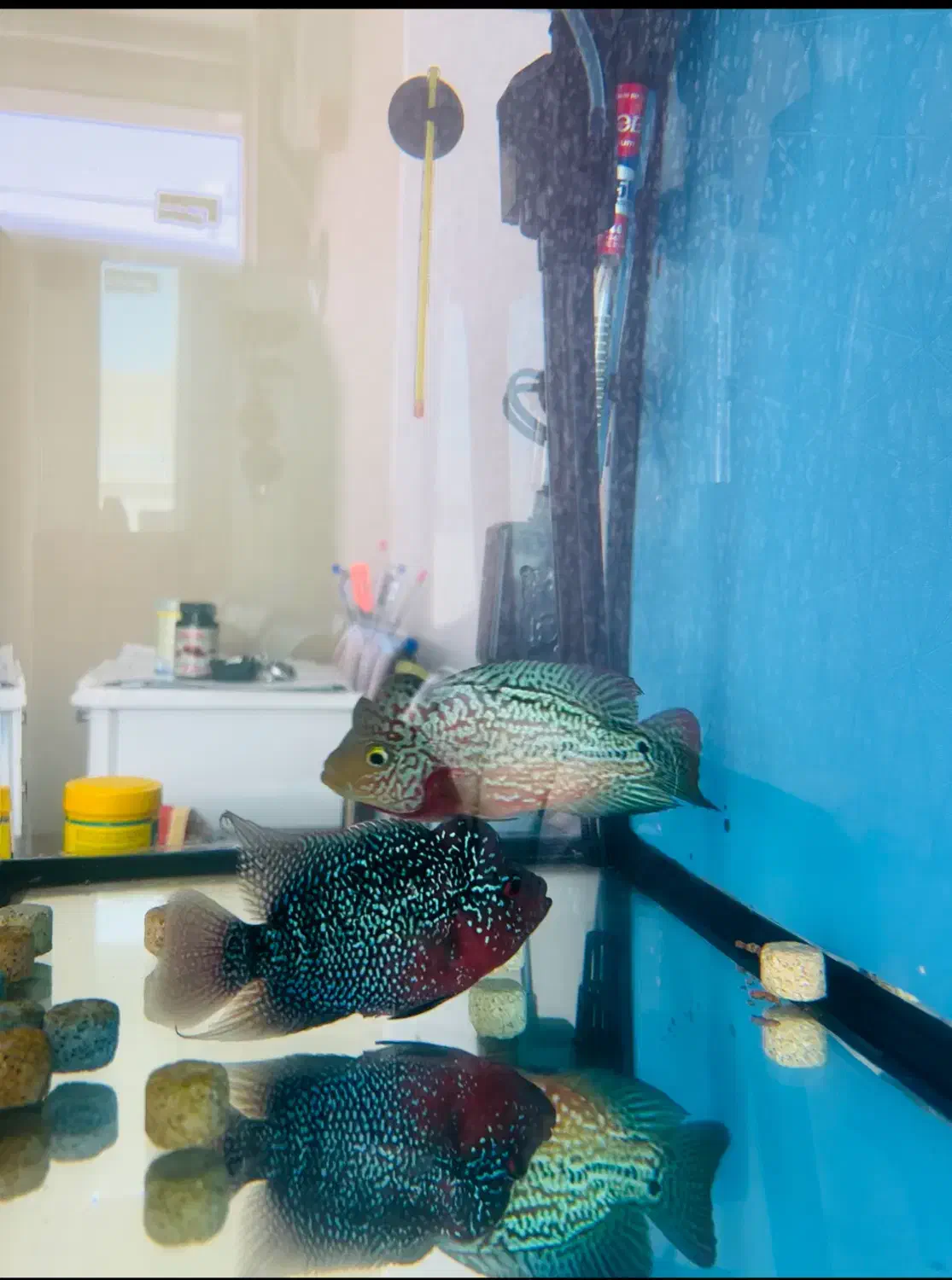 فلاور|ماهی|اهواز, کوروش|دیوار