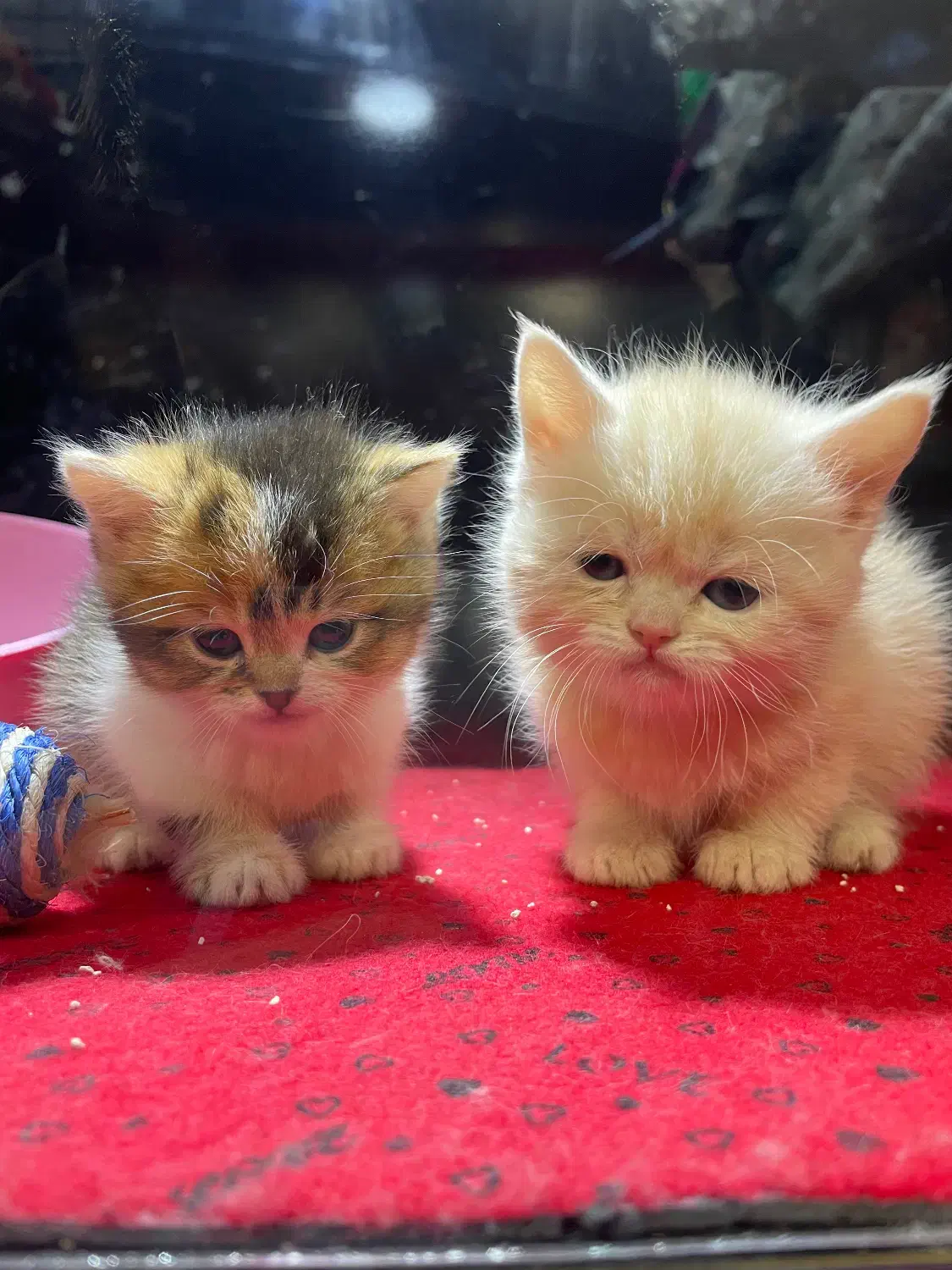 گربه بیریتیش|گربه|همدان, |دیوار