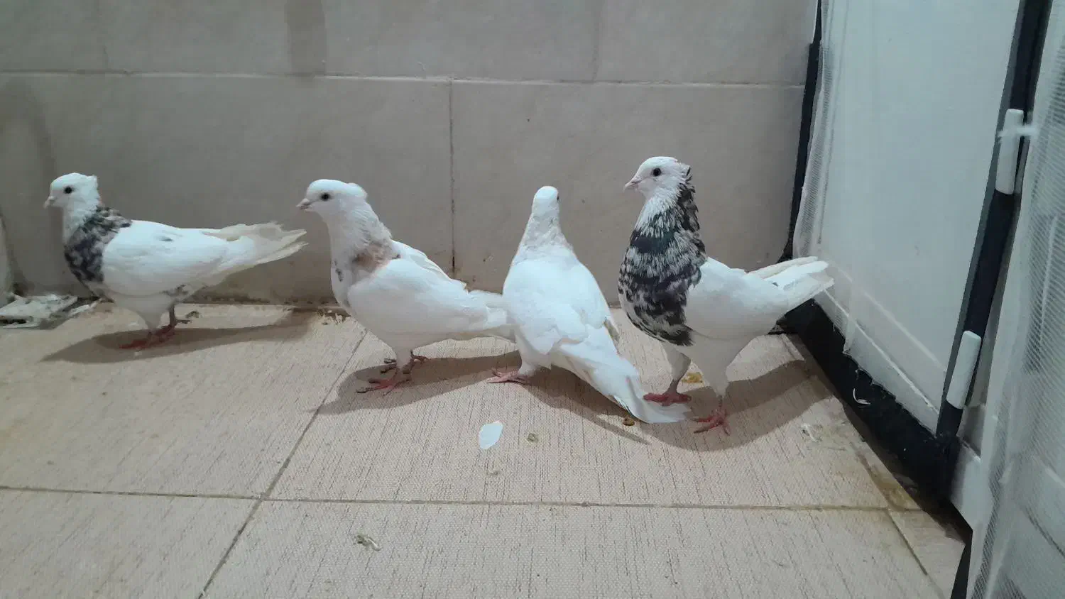 کبوتر طوقی+دم چتری کاکل پرپا|پرنده|یزد, |دیوار