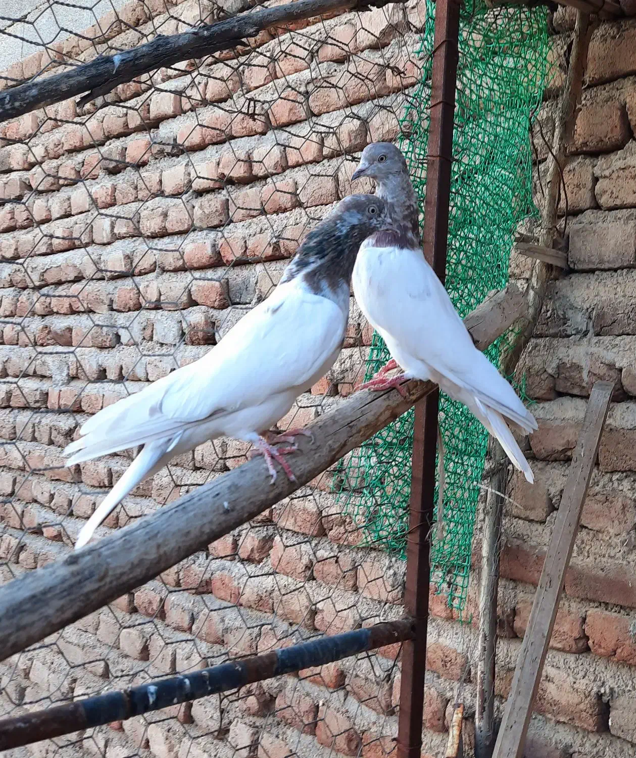 سپه نر و ماده|پرنده|اردبیل, |دیوار