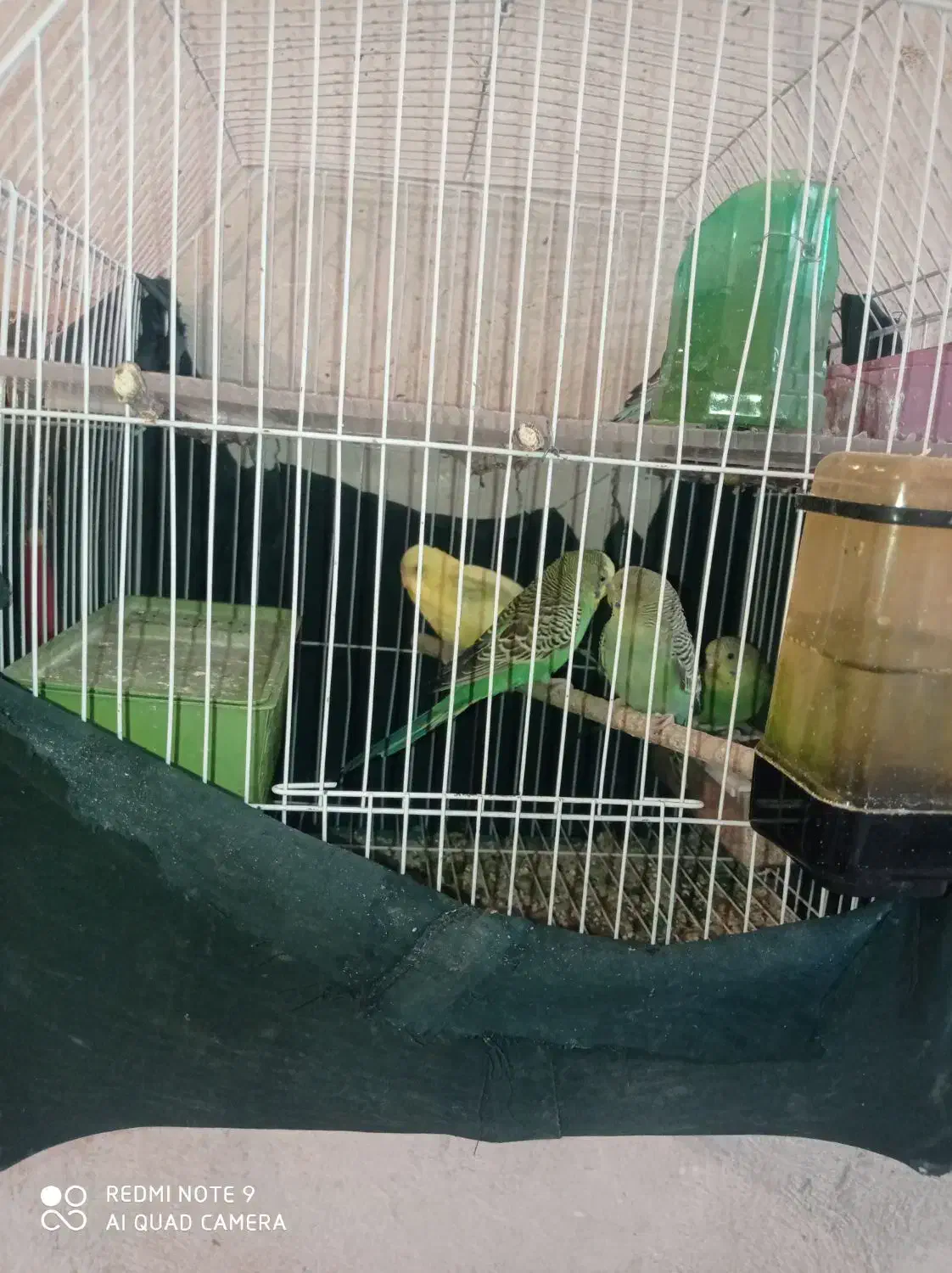 پرنده مرغ عشق|پرنده|یاسوج, |دیوار