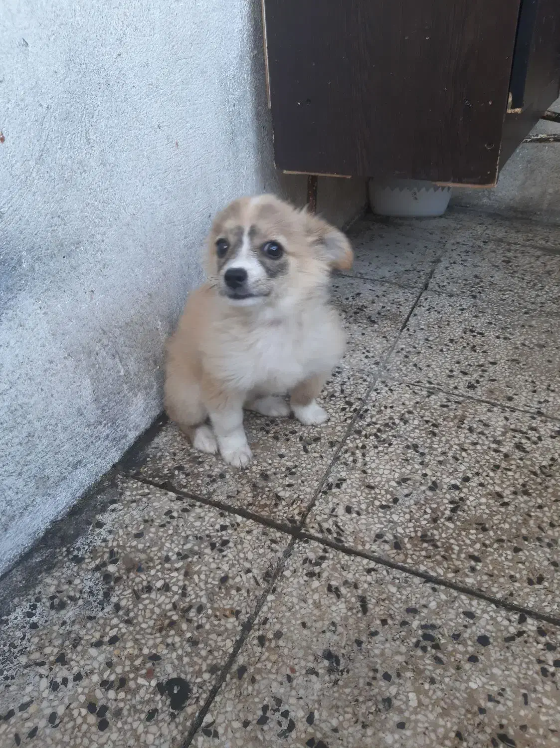 سگ خارجی نژادپاگ|سگ|یاسوج, |دیوار