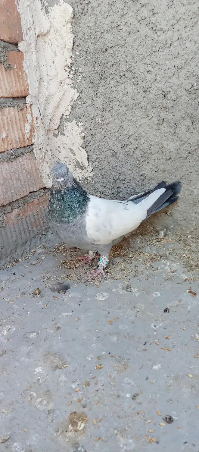 کبوتر سینه سبز|پرنده|مرودشت, بیست متری بیمارستان|دیوار