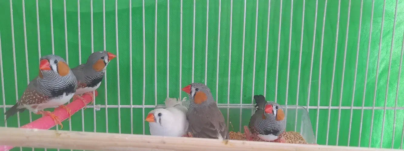 فنچ بالغ|پرنده|شیروان (خراسان), |دیوار