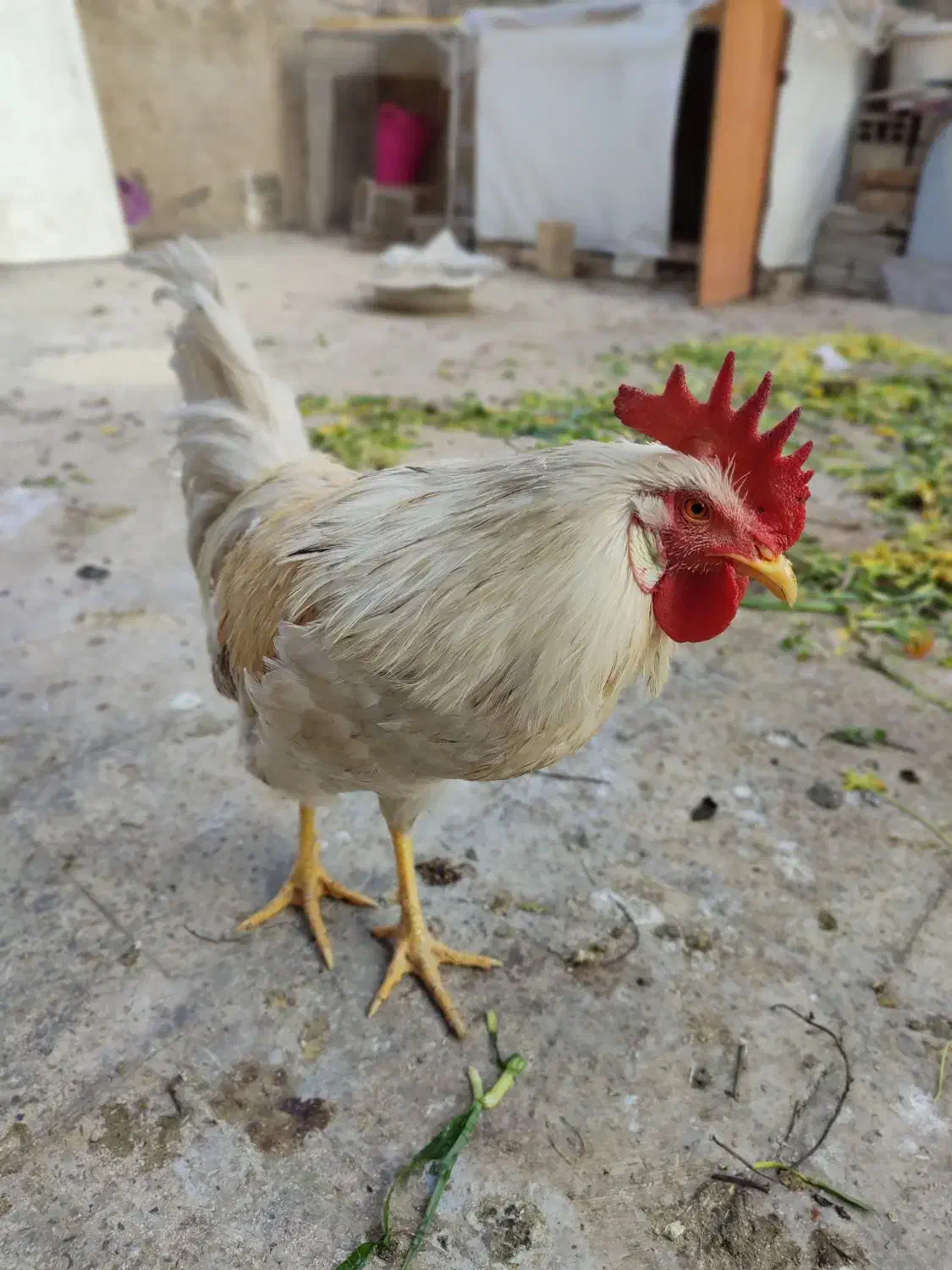 خروس|حیوانات مزرعه|بهارستان, |دیوار