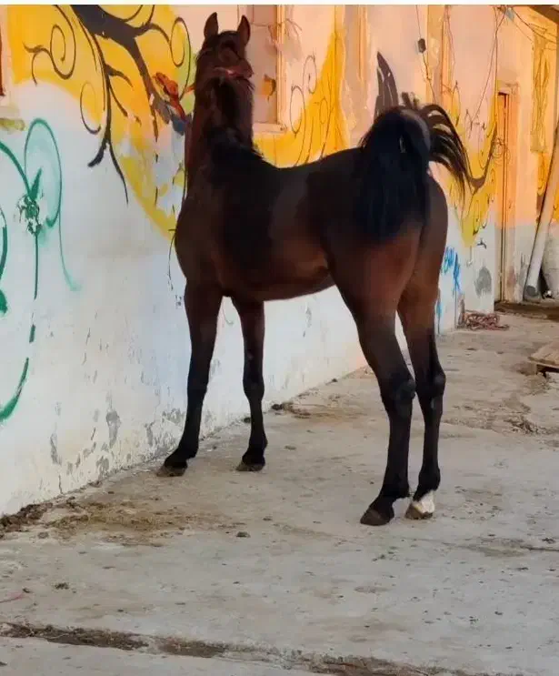 کره نریان از سیروان لارتی|اسب و تجهیزات اسبسواری|تبریز, |دیوار