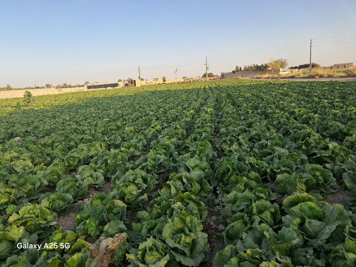 کاهو سالادی|گل و گیاه طبیعی|جوادآباد, |دیوار