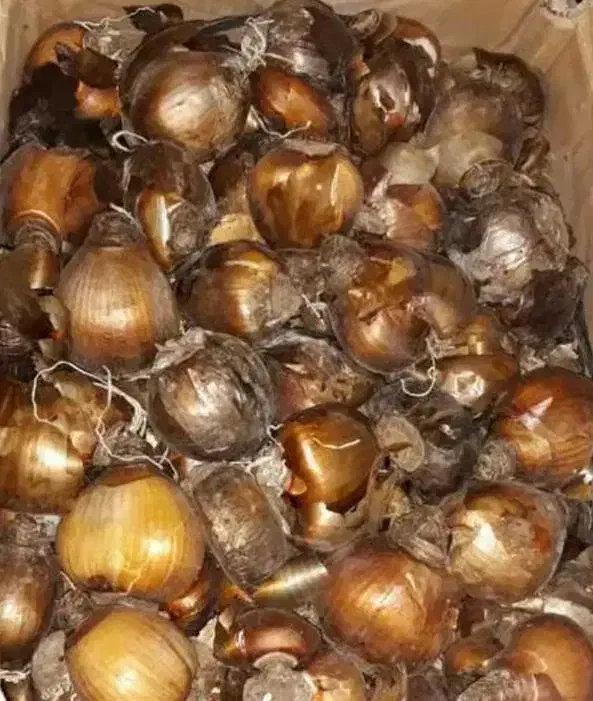 فروش پیاز گل نرگس|گل و گیاه طبیعی|جره و بالاده, |دیوار