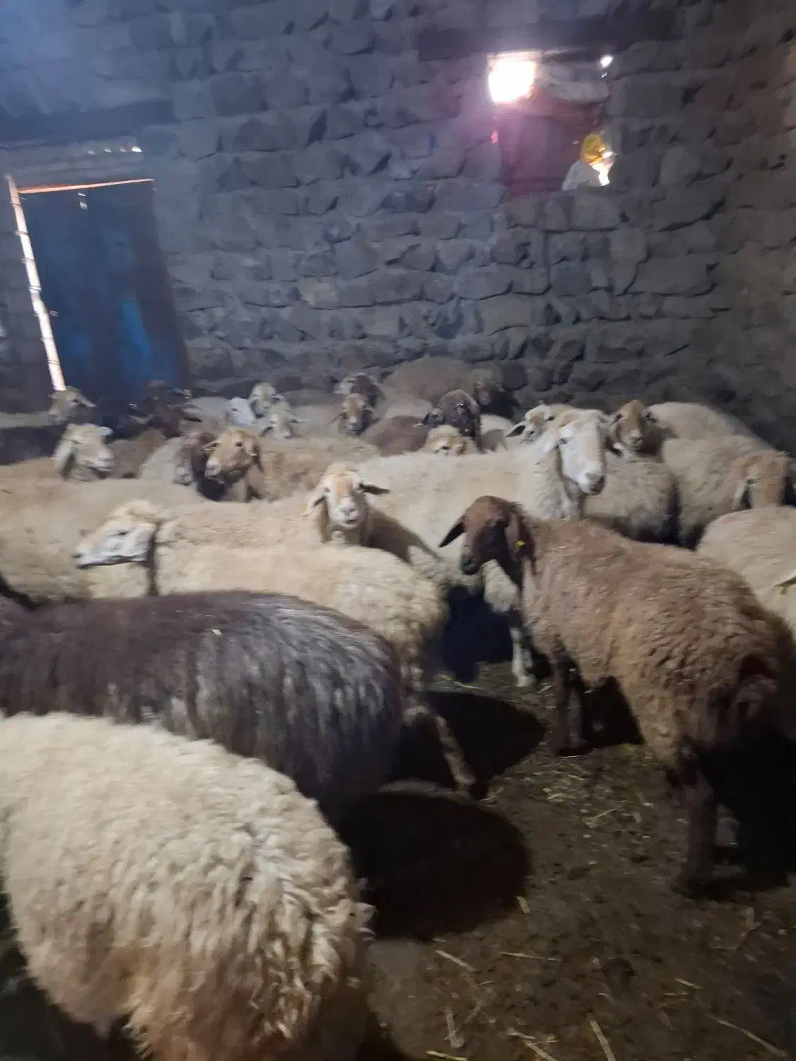 10 تا گوسفند جوان اصل فروشی نقدی|حیوانات مزرعه|انگوت, |دیوار