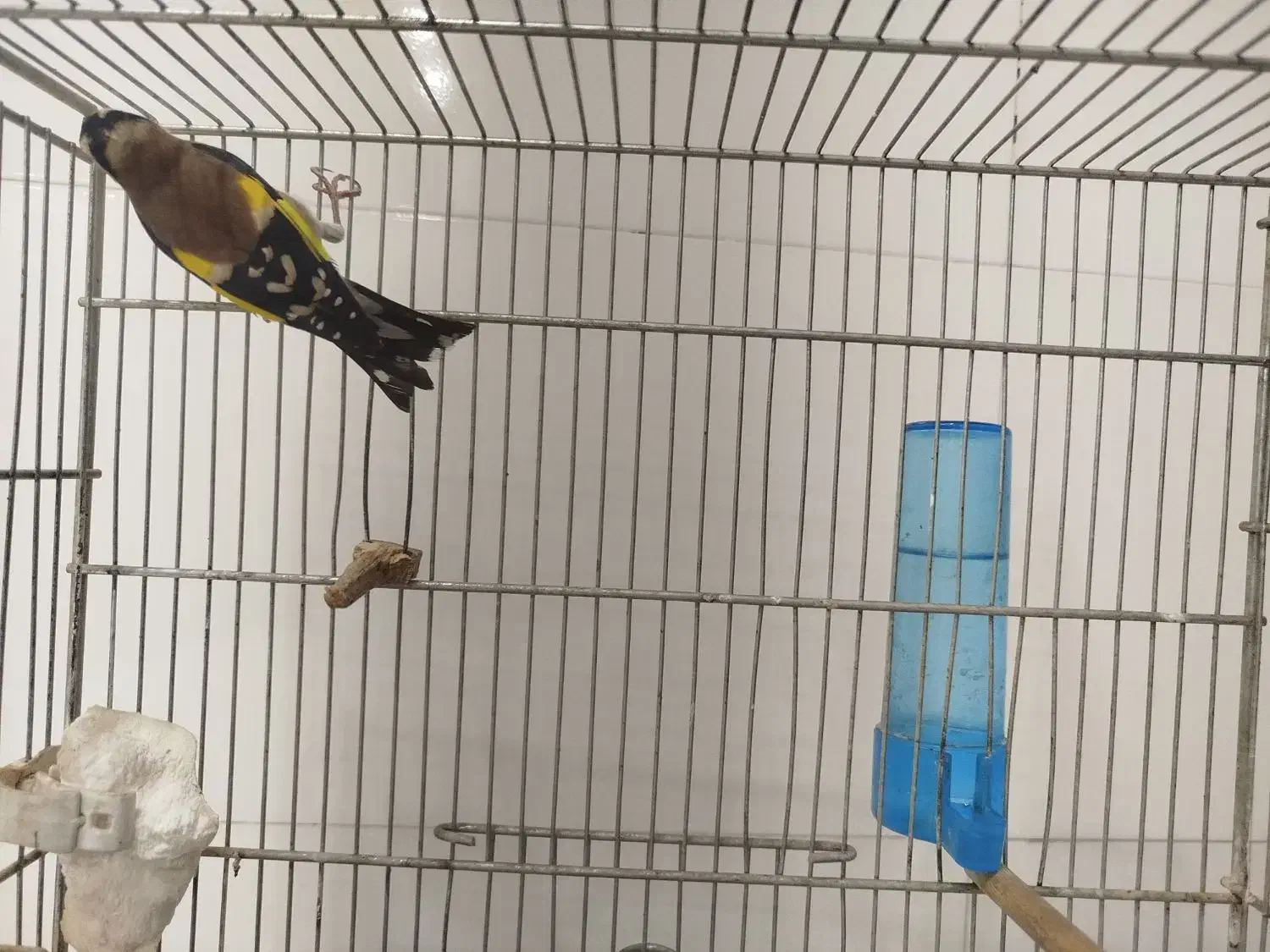 سره قواره دار|پرنده|ری, شهید بهشتی|دیوار