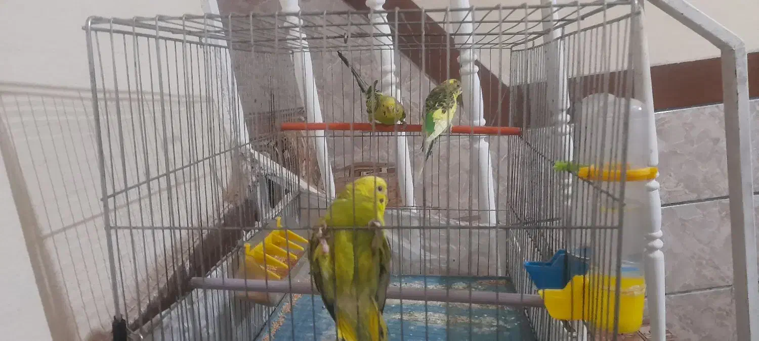 مرغ عشق|پرنده|الوند, |دیوار