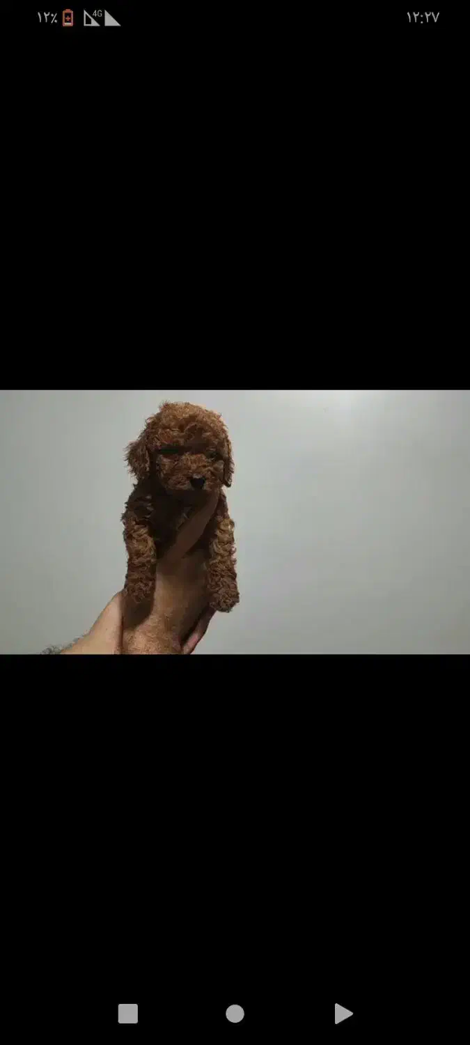 توی پودل دارک|سگ|ساری, |دیوار