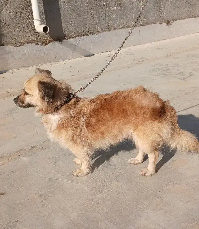 فروش واگذاری سگ|سگ|بجنورد, |دیوار