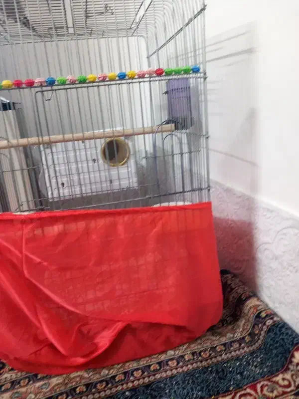 عروس هلندی|پرنده|پاکدشت, پاکدشت (مامازند)|دیوار