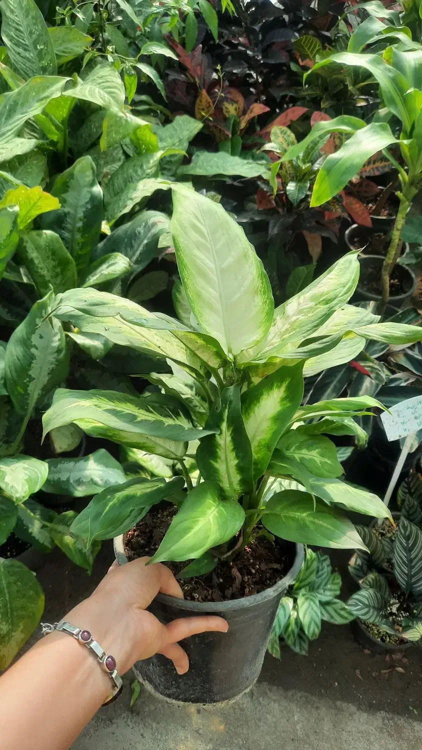 انواع فیکوس ، بنجامین ، دیفن|گل و گیاه طبیعی|مشکیندشت, |دیوار