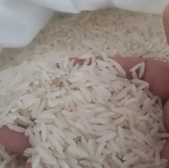 برنج|گل و گیاه طبیعی|ساوه, |دیوار