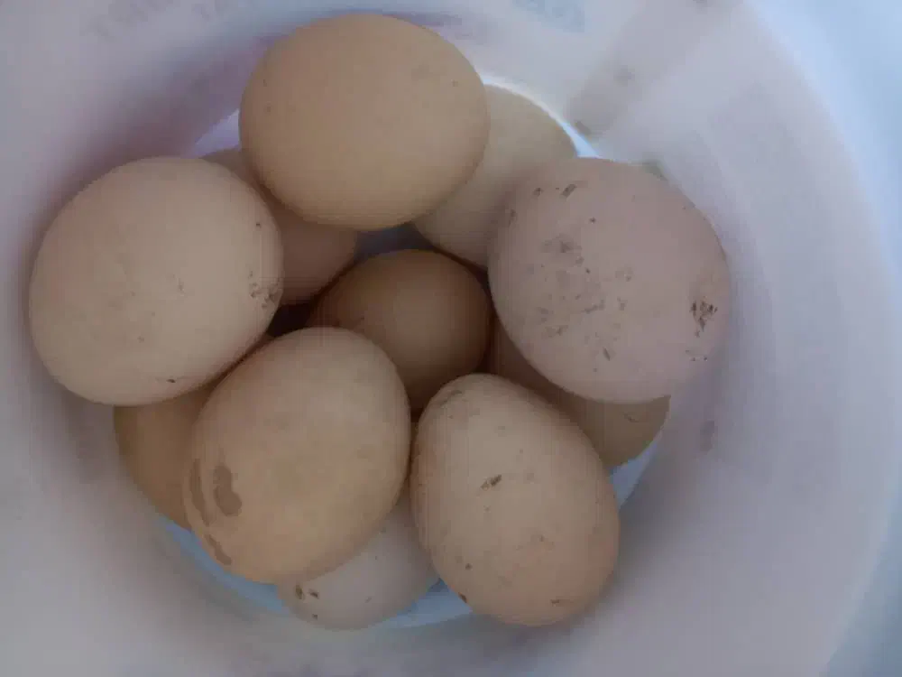 تخم مرغ|خوردنی و آشامیدنی|رشت, حومه رشت|دیوار