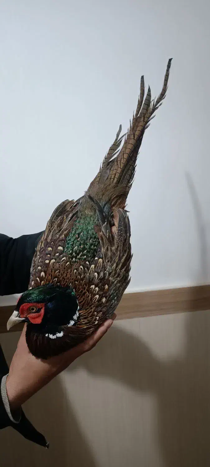 مرغ وخروس امریکایی|پرنده|بانه, |دیوار